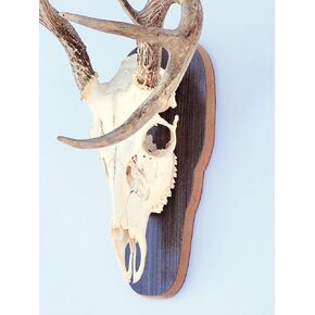 The Taxidermists 'Woodshop - لوحة تثبيت على شكل جمجمة أوروبية رمادية ريفية للغزلان - عرض مثالي للقرون in Kuwait