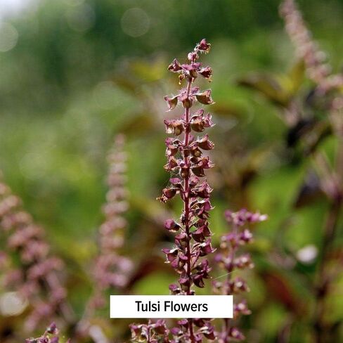 مسحوق التولسي من بانيان بوتانيكالز، 1 رطل - عضوي من وزارة الزراعة الأمريكية - أوسيموم سانكتوم - الريحان المقدس - أدابتوجين الأيورفيدا* in Kuwait