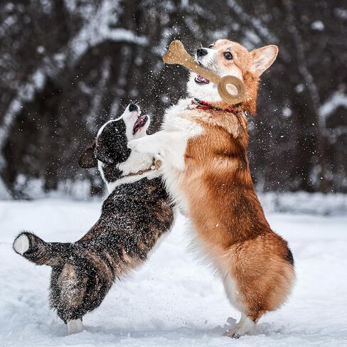 ألعاب مضغ للكلاب من تيكاتون للمضغ العدواني، لعبة حلقة تسنين متينة مصنوعة من مركبات بلاستيكية خشبية، ألعاب قوية للكلاب للسلالات المتوسطة والكبيرة in Kuwait