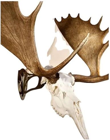 Skull Hooker Big Hooker Powder -Coated Steel Short Arm Trophy Mount- Perfect for Hanging and Mounting Larger Species- Bison, Cape Buffalo and Smaller Elk- Available in Graphite Black and Robust Brown in Kuwait