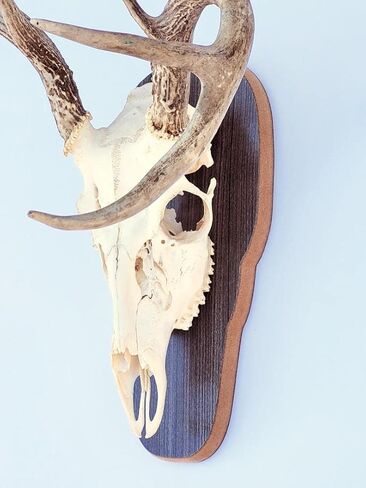 The Taxidermists 'Woodshop - لوحة تثبيت على شكل جمجمة أوروبية رمادية ريفية للغزلان - عرض مثالي للقرون in Kuwait