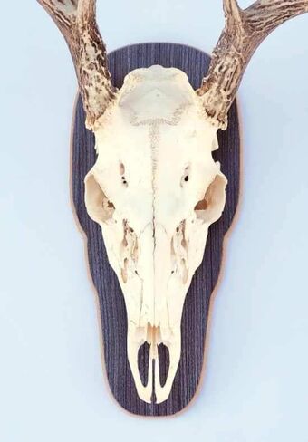 The Taxidermists 'Woodshop - لوحة تثبيت على شكل جمجمة أوروبية رمادية ريفية للغزلان - عرض مثالي للقرون in Kuwait