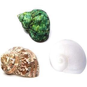 Hermit Crab Shells Turbo Shells 3PC Natural Medium Hermit Crab Shells in Kuwait
