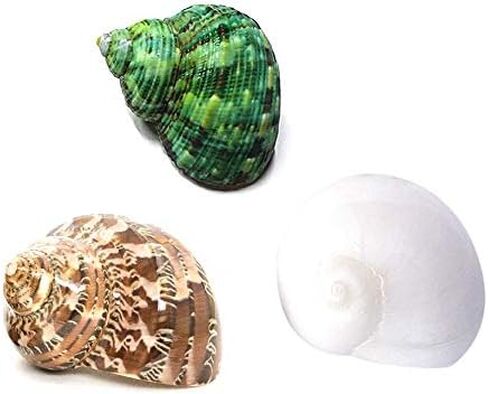 Hermit Crab Shells Turbo Shells 3PC Natural Medium Hermit Crab Shells in Kuwait