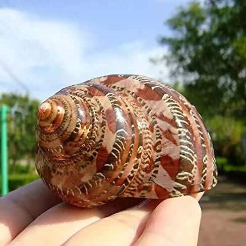 Hermit Crab Shells Turbo Shells 3PC Natural Medium Hermit Crab Shells in Kuwait