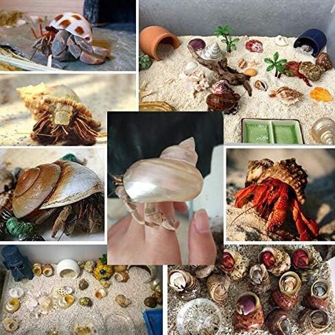 Hermit Crab Shells Turbo Shells 3PC Natural Medium Hermit Crab Shells in Kuwait