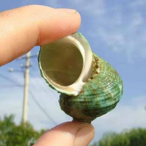 Hermit Crab Shells Turbo Shells 3PC Natural Medium Hermit Crab Shells in Kuwait