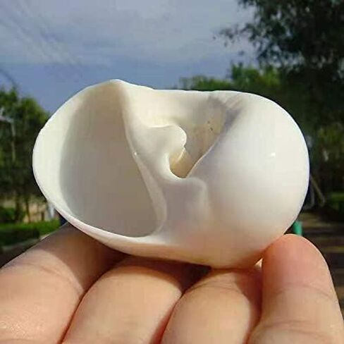 Hermit Crab Shells Turbo Shells 3PC Natural Medium Hermit Crab Shells in Kuwait