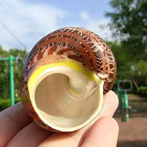 Hermit Crab Shells Turbo Shells 3PC Natural Medium Hermit Crab Shells in Kuwait