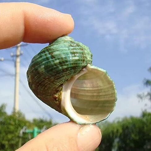 Hermit Crab Shells Turbo Shells 3PC Natural Medium Hermit Crab Shells in Kuwait