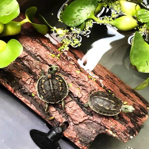 Flushbay Turtle Floating Basking Platform Aquarium Turtle Decorations Artificial Bark Tortoise Climbing Platform with Suction Cups Resting Terrace for Terrapins (Turtle Resting Platform) in Kuwait