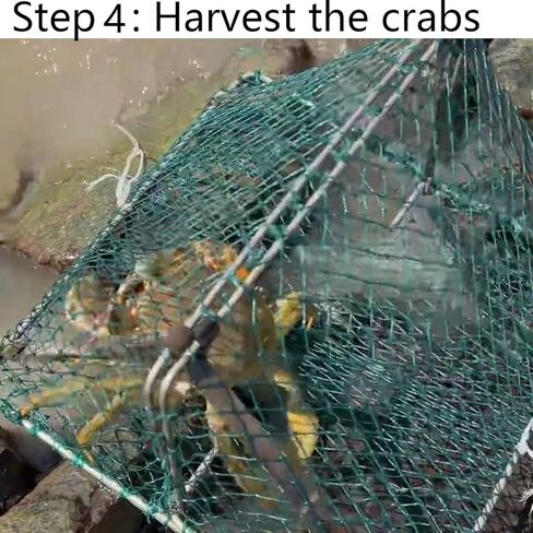 مصائد سرطان البحر الاحترافية من ال اس اتش لسرطان البحر الازرق مع عوامة وحبل، 12.9 × 12.9 انش in Kuwait