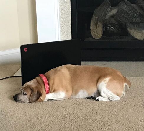 Cozy Products Cozy Pet Warmer, Compact Panel Heater for Cats, Dogs, and Other Pets, Sleek and Portable Heater with Thermostat, Energy-Efficient, 200-watts, 19" x 13" x 5/8", 5 lbs. in Saudi Arabia