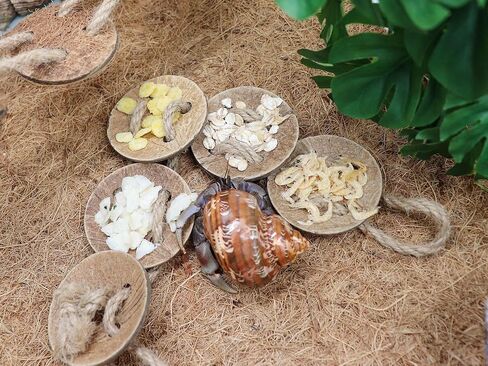 Neeenn 2 Pack Hermit Crab Climbing Toys, Hermit Crab Supplies, Reptile Vines Toys, Reptile Tank Terrarium Aquarium Accessories, Habitat Decor for Lizards Geckos Snakes Hermit Crab in Saudi Arabia