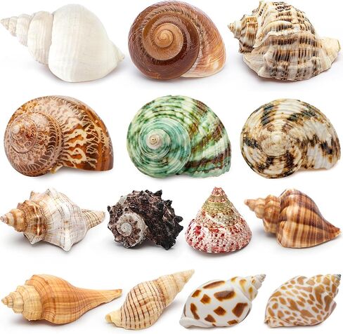 Deauepu® Premium Hermit Crab Shells 14PCS (14 Types) | Good for Tiny to Large Hermit Crabs | Opening Size: 1"-2", Seashell Size: 1.5"-3.5" | Hermit Crab Supplies | No Paint or Dye in Kuwait