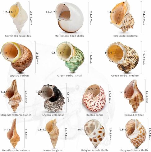 Deauepu® Premium Hermit Crab Shells 14PCS (14 Types) | Good for Tiny to Large Hermit Crabs | Opening Size: 1"-2", Seashell Size: 1.5"-3.5" | Hermit Crab Supplies | No Paint or Dye in Kuwait