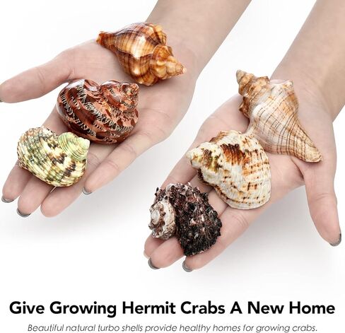 Deauepu® Premium Hermit Crab Shells 14PCS (14 Types) | Good for Tiny to Large Hermit Crabs | Opening Size: 1"-2", Seashell Size: 1.5"-3.5" | Hermit Crab Supplies | No Paint or Dye in Kuwait