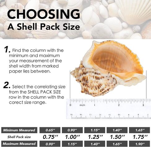 Deauepu® Premium Hermit Crab Shells 14PCS (14 Types) | Good for Tiny to Large Hermit Crabs | Opening Size: 1"-2", Seashell Size: 1.5"-3.5" | Hermit Crab Supplies | No Paint or Dye in Kuwait