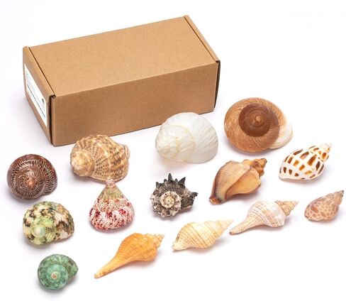 Deauepu® Premium Hermit Crab Shells 14PCS (14 Types) | Good for Tiny to Large Hermit Crabs | Opening Size: 1"-2", Seashell Size: 1.5"-3.5" | Hermit Crab Supplies | No Paint or Dye in Kuwait