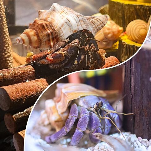 Deauepu® Premium Hermit Crab Shells 14PCS (14 Types) | Good for Tiny to Large Hermit Crabs | Opening Size: 1"-2", Seashell Size: 1.5"-3.5" | Hermit Crab Supplies | No Paint or Dye in Kuwait