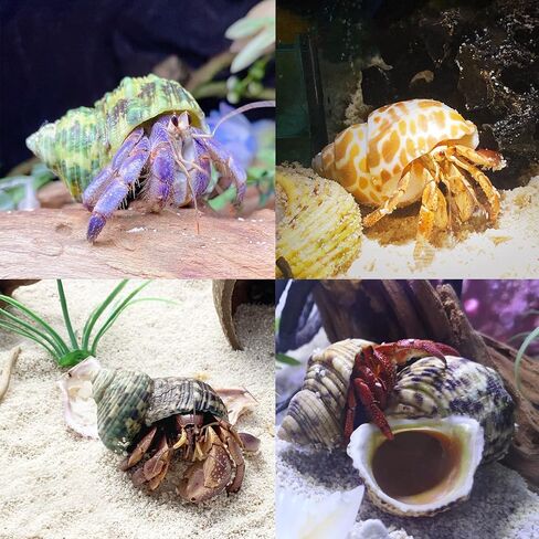 Deauepu® Premium Hermit Crab Shells 14PCS (14 Types) | Good for Tiny to Large Hermit Crabs | Opening Size: 1"-2", Seashell Size: 1.5"-3.5" | Hermit Crab Supplies | No Paint or Dye in Kuwait