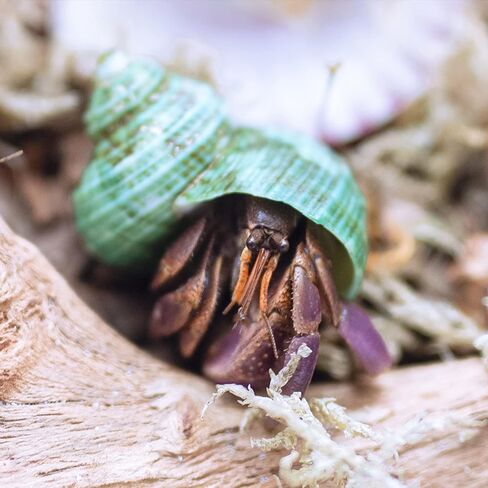 Deauepu® Premium Hermit Crab Shells 14PCS (14 Types) | Good for Tiny to Large Hermit Crabs | Opening Size: 1"-2", Seashell Size: 1.5"-3.5" | Hermit Crab Supplies | No Paint or Dye in Kuwait