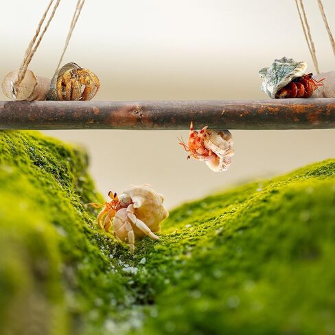 ألعاب تسلق سرطان البحر الناسك، ديكور تسلق الزواحف لموئل سرطان البحر الناسك الصغير أو المتوسط ​​(أرجوحة سرطان البحر الناسك) in Kuwait