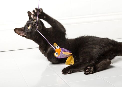 Hartz Just for Cats Gone Fishin Cat Toy | Assorted Colors | 1-Unit in Saudi Arabia