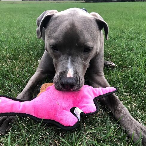 لعبة سناجل بابي تيندر تاف مجعدة - لعبة للكلاب من القطيفة القوية - ديناصور وردي برقبة طويلة مع صوت مجعد وخياطة متينة in Kuwait