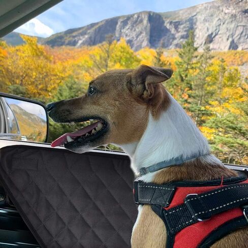 Zone Tech Car Door Pet Barrier - Black Premium Quality Heavy Duty Waterproof, Scratchproof Side Barrier Dog Pet Vehicle Interior Door Cover- Universal Size Fits Cars, Trucks & SUVs (1 Right &1 Left) in Kuwait