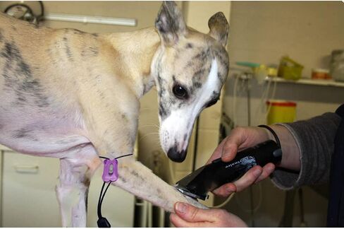 MESINURS Pet Tournique - إسعافات أولية سريعة الفك للكلاب والقطط والحيوانات، 5 قطع (أزرق) in Kuwait