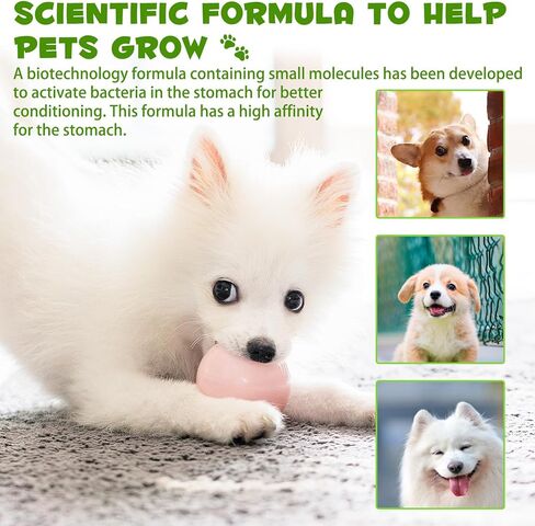 البروبيوتيك للكلاب، البروبيوتيك السائل للكلاب مع الإنزيمات الهاضمة، أمعاء صحة الجهاز الهضمي للكلاب، تخفيف الإسهال وعسر الهضم، البروبيوتيك للكلاب للخميرة، حكة الجلد وحكة الأذنين، صحة الجهاز الهضمي in Kuwait