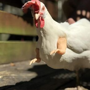 CNFZLIYUER Muscle Chicken Arms Toys for Chickens to Wear, Funny Costume Fist Fighting Arms Toy for Pet Prank Themed Party, Artificial Arms Costume Cosplay for Chickens Rooster in Kuwait