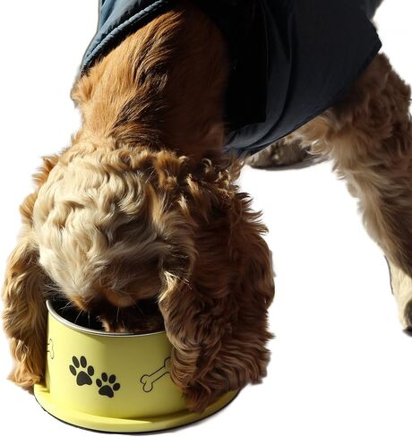 وعاء PETish Spaniel للكلاب ذات الأذن الطويلة - أوعية بتصميم مخصص مريح، طبق غير قابل للصدأ بدون طرف (كبير (27 أونصة - 7.5 × 6.0 × 3.7 بوصة)، وردي كاندي) in Saudi Arabia