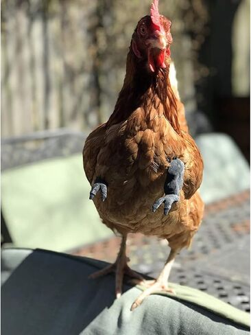 ألعاب أذرع دجاج العضلات من CNFZLIYUER للدجاج لارتدائها، زي مضحك لعبة أذرع القتال للقبضة للحيوانات الأليفة، حفلة تحت عنوان مزحة الحيوانات الأليفة، زي أذرع صناعية كوسبلاي للدجاج الديك in Kuwait