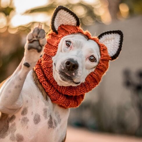 زي الثعلب من Zoo Snoods للكلاب - غطاء رأس دافئ بدون غطاء للأذن للحيوانات الأليفة، زي للكلاب مع آذان للشتاء والهالوين والكريسماس ورأس السنة الجديدة، أغطية أذن من الغزل الناعم (متوسط) in Kuwait