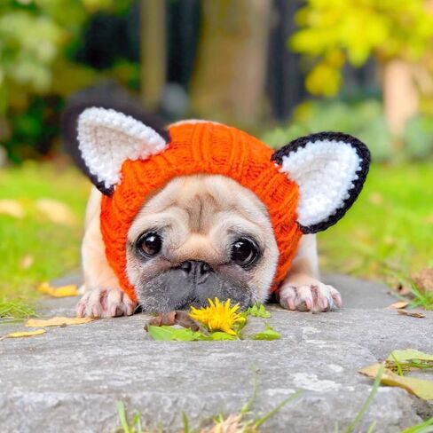 زي الثعلب من Zoo Snoods للكلاب - غطاء رأس دافئ بدون غطاء للأذن للحيوانات الأليفة، زي للكلاب مع آذان للشتاء والهالوين والكريسماس ورأس السنة الجديدة، أغطية أذن من الغزل الناعم (متوسط) in Kuwait