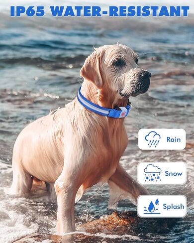 LED Light Up Dog Collars - 1600 Feet of High Visibility, 7 RGB Colors & 5 Light Modes Glow Dog Collar USB Rechargeable Water-Resistant for Small Medium Large Dogs (L, Blue) in Kuwait