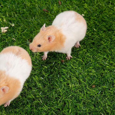 قطعتان من وسادات تبول خنزير غينيا من العشب الاصطناعي من أولوك - 15.7 × 23.6 بوصة، سجادة عشبية وهمية للتدريب على المرحاض، استبدال العشب الاصطناعي للجرو والأرانب والهامستر والأرانب والجربوع والحيوانات الصغيرة الأخرى in Kuwait