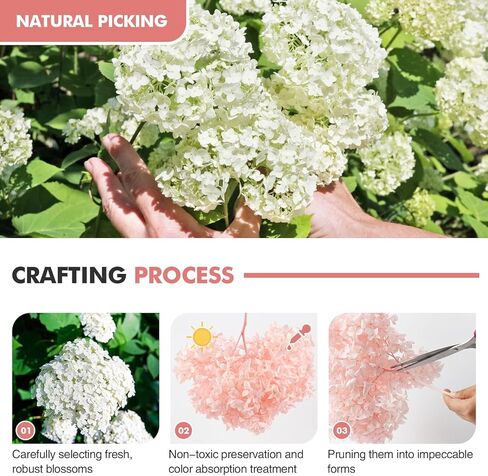 ميهواج قطعة واحدة من زهور الكوبية الوردية المجففة المحفوظة لديكور المنزل - حجم كبير بطول 17 انش مع براعم جذعية بقطر 8-10 انش لدعائم الصور، بتلات الكوبية الحقيقية للمزهرية وترتيبات الزفاف والمكتب in Kuwait