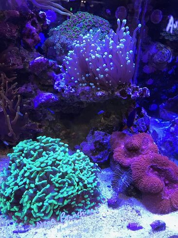 Seachem Reef Buffer, 500 grams,white in Saudi Arabia