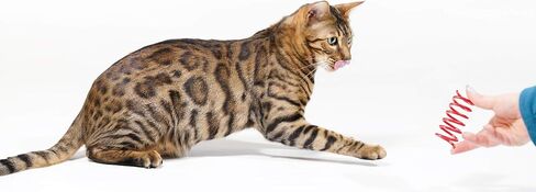 تامو ستايل العاب زنبركية للقطط (30 قطعة)، ملفات بلاستيكية للعب الصحي النشط في الأماكن المغلقة، حلزونات ملونة 2 انش in Kuwait