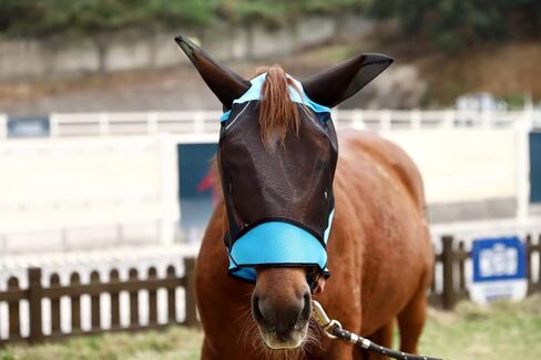 قناع ذبابة الحصان من أنكاير - قناع حماية من الأشعة فوق البنفسجية مع شبكة للأذنين، فتحة مقدمة وتصميم شريط عاكس، قناع قابل للتمدد لشبكة دقيقة قابلة للتنفس للحصان، سهام العين، خطاف وحلقة، (اللون الأزرق) in Kuwait