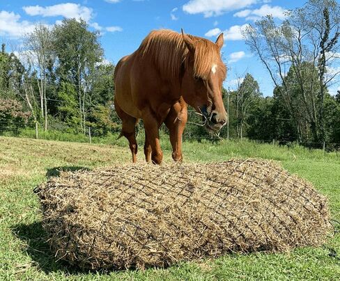 Derby Originals 90" XX-Large Slow Feed Hay Bale Net Holds 1-2 Full Bales of Hay for Horses and Goats in Saudi Arabia