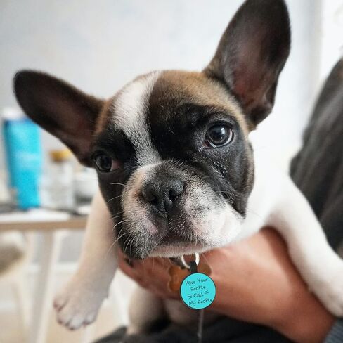 MYLUCKYTAG QR Code Silicone Pet ID Tag Dog Cat Tag, Online Pet Profile, Pet Location Alert Email, Digital Pet Tag, Quiet Dog Tag, Durable Pet ID, Dog Collar Tag, Engraved Pet Tag in Kuwait