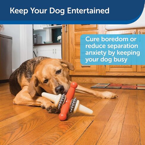 PetSafe Busy Buddy Treat Holding Jack Dog Toy – Strong Chewers - Challenging - Treat Rings Included - Large in Saudi Arabia