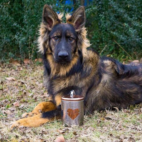 Amici Pet, , Rosie Treats Two Tone Metal Storage Canister, Food Safe, Made in India, Push Top Lid, 38 Ounces in Kuwait