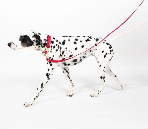 Kate Spade New York 4.5ft Dog Leash, Heavy Duty Leash for Female or Male Dogs, Cute Pet Leash with Gold Metal Hardware, Long Dog Lead for Small and Medium Breeds (Red and Pink) in Kuwait