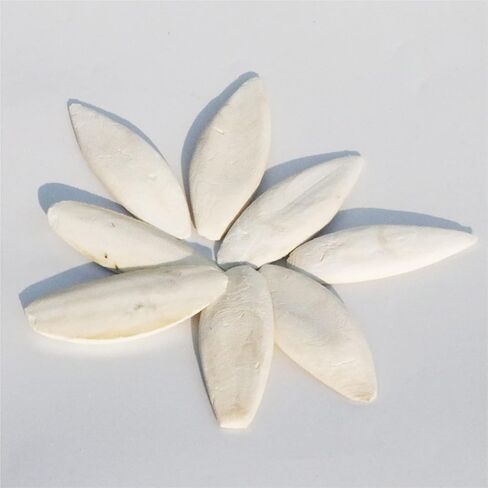 Rosavida 3 قطع من عظم الحبار الطبيعي المصقول لطيور الكوكاتيل والزواحف والسلاحف والقواقع، إمداد مثالي بالكالسيوم والمعادن 5.5-6.5 بوصة in Kuwait