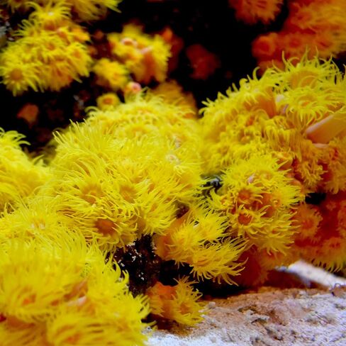 Seachem Reef Iodide 500ml - Restores, Maintains Iodide in Saltwater Aquariums in Saudi Arabia